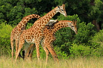 Masai Giraffe (Giraffa camelopardalis) young males fighting, Masai Mara, Kenya