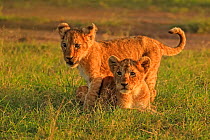 African lion (Panthera leo) cubs age 2 months, Masai Mara, Kenya Medium repro only