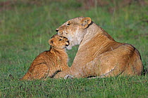 African Lion (Panthera leo) cubs, age 2 months playing with mother, Masai Mara, Kenya