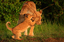 African Lion (Panthera leo) cubs age two months playing with mother, Masai Mara, Kenya