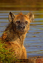 Spotted Hyena (Crocuta crocuta) dominant alpha female on kill, Masai Mara, Kenya