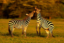 Burchell&#39;s Zebra (Equus burchelli) stallions fighting, Masai Mara, Kenya