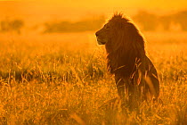 African Lion (Panthera leo) male at sunrise, Masai Mara, Kenya