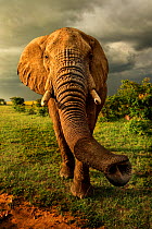 African Elephant (Loxodonta africana) inquisitive bull with trunk extended, Masai Mara, Kenya
