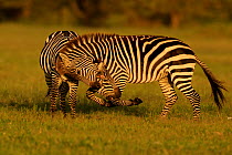 Burchell&#39;s Zebra (Equus burchelli) stallions fighting, Masai Mara, Kenya