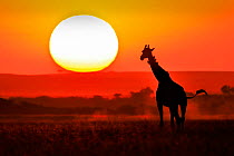 Masai Giraffe (Giraffa camelopardalis) silhouetted at sunset, Masai Mara, Kenya