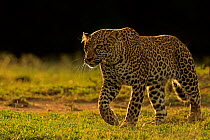 African Leopard (Panthera pardus) female walking, Masai Mara, Kenya