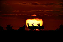 Topi (Damascus korrigum) silhouetted against sun at sunrise, Masai Mara, Kenya