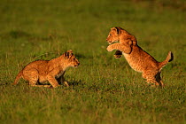 African lion (Panthera leo) cubs age 2 months playing, Masai Mara, Kenya