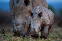 A young White rhinoceros (Ceratotherium simum) and its mother feed on grassland on Kariega Game Reserve, South Africa.