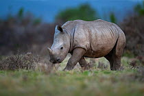 A young White rhinoceros (Ceratotherium simum) walks through grassland on Kariega Game Reserve, South Africa.