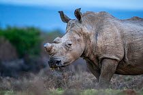 Southern white rhinoceros (Ceratotherium simum) feeding on the plains of Kariega Game Reserve, South Africa.