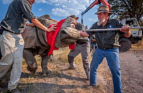 Blindfolded and partially drugged adult White rhinoceros (Ceratotherium simum) is led out of its transport crate and into the wild in the Okavango Delta, Botswana. During a translocation operation tha...