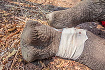 A drip is fitted to the leg of a young White rhinoceros (Ceratotherium simum) after its translocation from South Africa to Okavango Delta, Botswana. as part of efforts to rebuild Botswana's lost rhino...