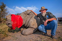 Conservationist and Director of Rhino Conservation Botswana Map Ives poses next to a sedated White rhinoceros (Ceratotherium simum) during a translocation operation to bring rhinos from South Africa t...
