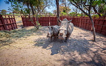 White rhinoceros (Ceratotherium simum) mother and calf prepare to leave a boma - a secure enclosure - in the Okavango Delta, northern Botswana, after being translocated from South Africa as part of ef...