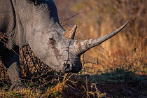 White rhinoceros (Ceratotherium simum) female with a long horn in early morning light, Marakele National Park, South Africa.