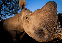 Orphaned White rhinoceros (Ceratotherium simum) at dusk at the Rhino Revolution orphanage near Hoedspruit, South Africa. The mother of this rhino was killed by poachers for her horns.