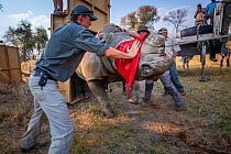 A team of vets and conservationists guide a blindfolded and partially drugged adult White rhinoceros (Ceratotherium simum) out of its transport crate and into its new home in the Okavango Delta in nor...