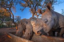 Orphaned White rhinoceros (Ceratotherium simum) calves feed from a trough at dusk at the Rhino Revolution orphanage near Hoedspruit, South Africa. The mothers of these rhinos were killed by poachers f...