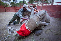 Team of vets and conservation staff move a sedated White rhinoceros (Ceratotherium simum) into a comfortable resting position in a secure enclosure known as a boma during a translocation operation to...