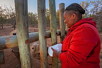 An orphaned White rhinoceros (Ceratotherium simum) calf is bottle fed by a vet assistant at the Rhino Revolution orphanage, South Africa.
