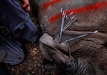 Vets cut identification notches into the ear of a White rhinoceros (Ceratotherium simum) before releasing it into the wild of the Okavango Delta in northern Botswana after the rhino was translocated f...