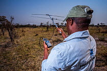 A rhino monitor from the charity Rhino Conservation Botswana uses telemetry equipment to track newly released rhinos Okavango Delta, Botswana, where efforts have begun to rebuild the rhino populations...