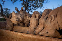 Five orphaned White rhinoceros (Ceratotherium simum) calves feed from a trough at dusk at the Rhino Revolution orphanage near Hoedspruit, South Africa.