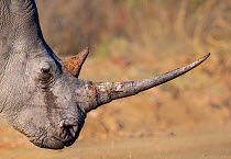 White rhinoceros (Ceratotherium simum) with a long horn, Marakele National Park, South Africa.