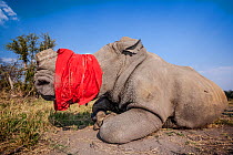 A blindfolded and tranquilised adult White rhinoceros (Ceratotherium simum) lies and recovers in the Okavango Delta, Botswana following a translocation operation that involved moving rhinos from South...