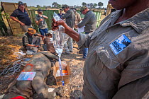 A member of the Rhino Conservation Botswana team holds a drip attached to a young White rhinoceros (Ceratotherium simum) while vets provide the young rhino with care after its translocation from South...