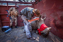 A vet cuts identification notches into the ear of a sedated White rhinoceros (Ceratotherium simum) in a secure enclosure known as a boma as part of a translocation operation to bring rhinos from South...