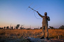 A rhino monitor from the charity Rhino Conservation Botswana uses telemetry equipment to track newly released rhinos in Okavango Delta, Botswana, where efforts have begun to rebuild the rhino populati...