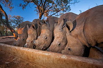 Five orphaned White rhinoceros (Ceratotherium simum) calves feed from a trough at dusk at the Rhino Revolution orphanage near Hoedspruit, South Africa. The mothers of these rhinos were killed by poach...