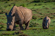 Southern White rhinoceros (Ceratotherium simum) known as Thandi who survived a poaching attack shows her healed face where poachers cut off her horns while walking alongside her calf, Kariega Game Res...