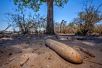 Giant fruit of the sausage tree (Kigelia africana) lies on the ground underneath its parent tree in the Okavango Delta, Botswana. Historically, the Black rhino has been one of the main seed dispersal...