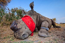Blindfolded and tranquilised adult White rhinoceros (Ceratotherium simum) with a tracking tag lies and recovers in the Okavango Delta, northern Botswana, following a translocation operation that invol...