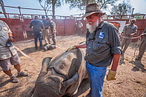 Conservationist and Director of Rhino Conservation Botswana Map Ives stands in a boma with a sedated White rhinoceros (Ceratotherium simum) during a translocation operation to bring rhinos from South...
