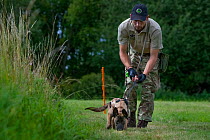 A young Belgian Shepherd anti-poaching dog is trained to follow a scent trail at an Animals Saving Animals training facility in England before being deployed to Africa to protect endangered species.