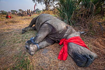A blindfolded and tranquilised adult White rhinoceros (Ceratotherium simum) with tracking tags lies and recovers in the Okavango Delta in northern Botswana following a translocation operation that inv...