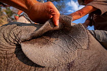 Identification notches in the ear of a sedated White rhinoceros (Ceratotherium simum) during a translocation operation bringing rhinos from South Africa to the Okavango Delta in northern Botswana as p...