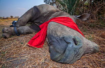 Blindfolded and tranquilised adult White rhinoceros (Ceratotherium simum) with tracking tags lies and recovers in the Okavango Delta, northern Botswana, following a translocation operation that involv...