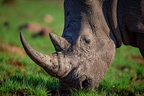 White rhinoceros (Ceratotherium simum) feeds on grass in Marakele National Park, South Africa.
