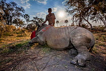 Vet prepares to wake up a tranquillised White rhinoceros (Ceratotherium simum) upon its release into Okavango Delta, Botswana, following an operation to translocate rhinos from South Africa to rebuild...
