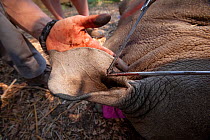 Vets cut identification notches into the ear of a White rhinoceros (Ceratotherium simum) before releasing it into the wild of the Okavango Delta, northern Botswana. The ear notches help security teams...