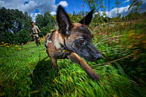A young Belgian Shepherd anti-poaching dog is trained to follow a scent trail at an Animals Saving Animals training facility in England before being deployed to Africa to protect endangered species. A...