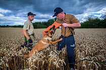 A Belgian Shepherd anti-poaching dog undergoes training at an Animals Saving Animals training facility in England before being deployed to Africa to protect endangered species. August 2017.