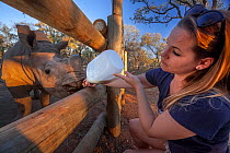 Orphaned White rhinoceros (Ceratotherium simum) calf is bottle fed by its veterinary foster mother at the Rhino Revolution orphanage in South Africa where young rhinos are brought for care, safety and...