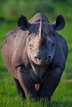 Black rhinoceros (Diceros bicornis) stands in evening light on Chief's Island in Okavango Delta, Botswana,. This rhino was released in the Okavango Delta as part of efforts to rebuild the rhino popula...